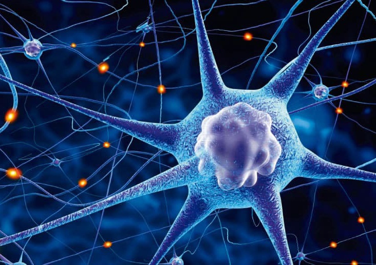 Nervous System