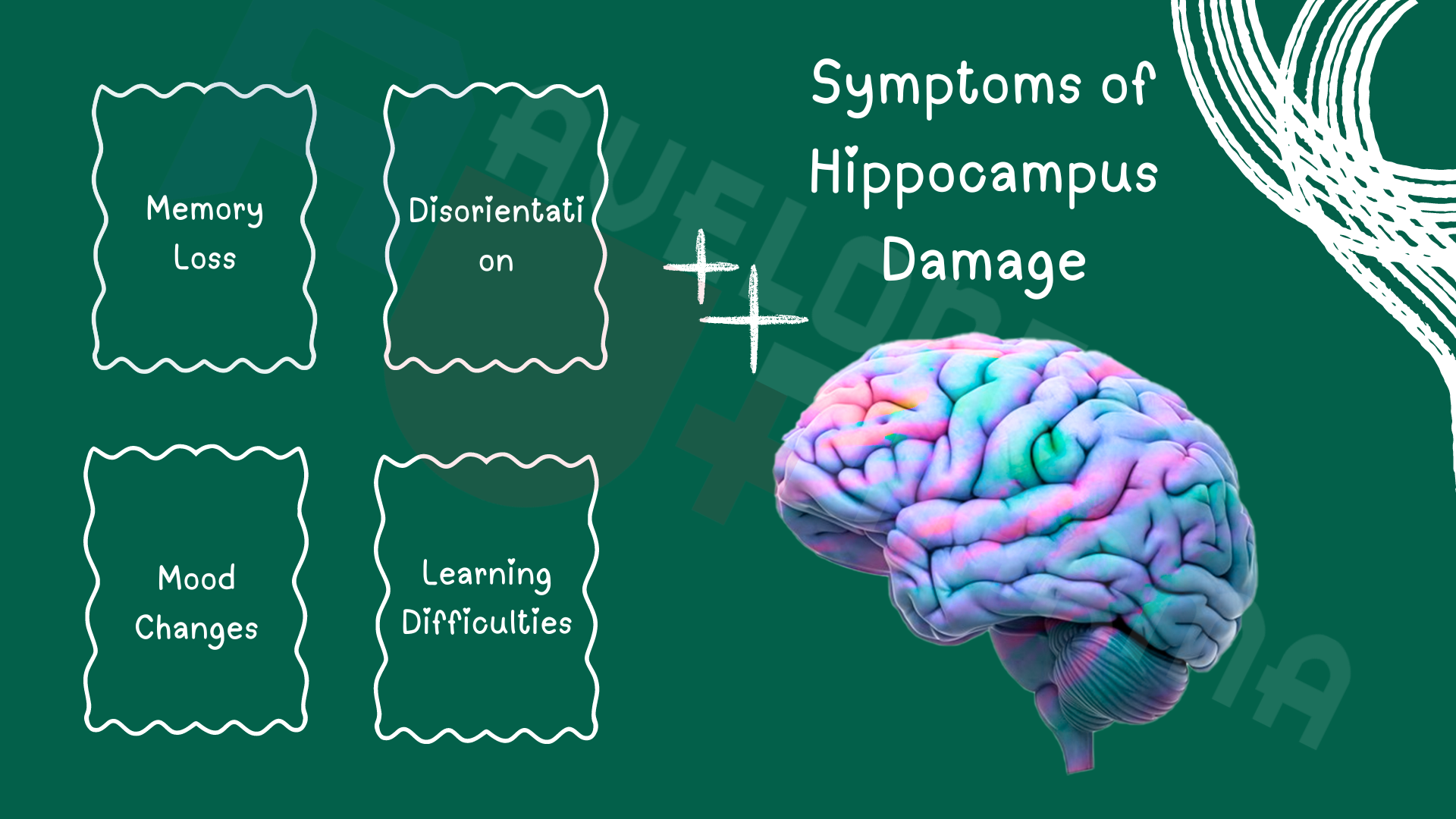 hippocampus damage