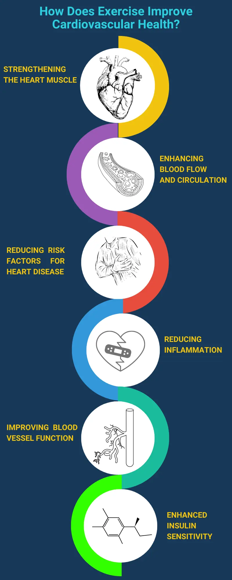 How Does Exercise Improve Cardiovascular Health?