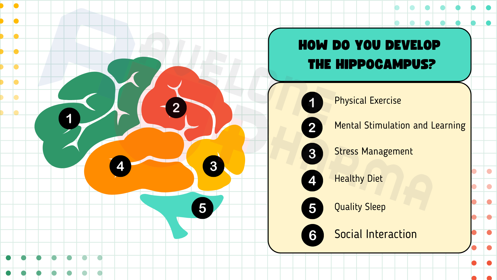 How do you develop the hippocampus?