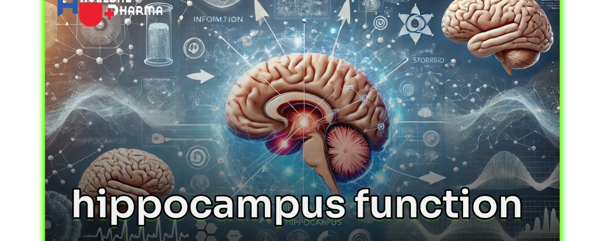 How is hippocampus function